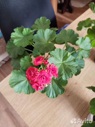 Пеларгония розебудная красная