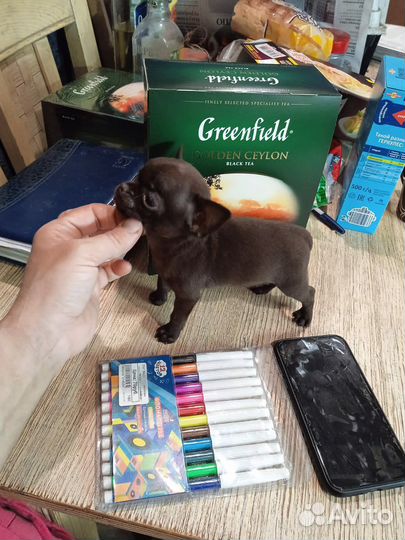 Чихуахуа мини Конфетка Шоколадная