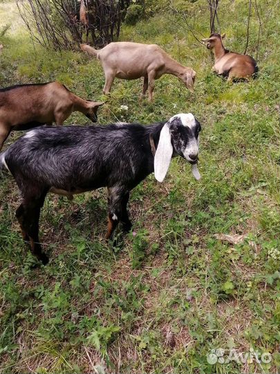 Племенные кзлики