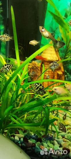 Аквариумные рыбки цихлиды