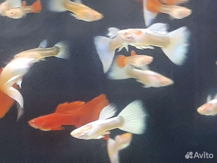 Гуппи чистая линия. Живой корм