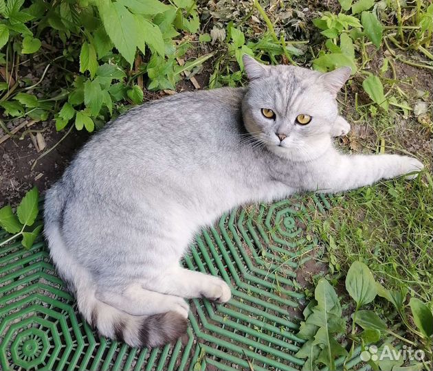 Шотландский кот