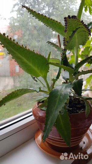 Каланхоэ лечебное