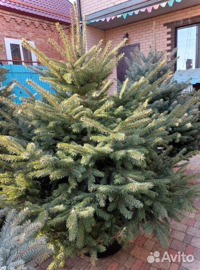 Ели от 1.2м