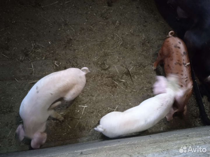 Поросята