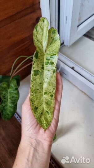 Филодендроны Параисо верде