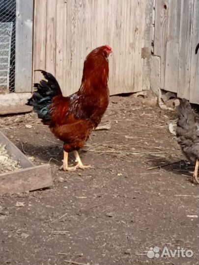 Петух Орловской породы