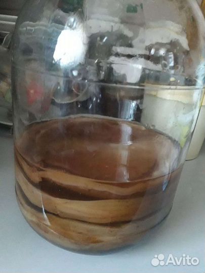 Чайный гриб