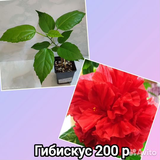 Гибискус махровый красный комнатный