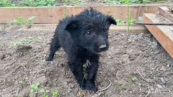 Щенки ищут дом есть и девочки и мальчики 1 месяц