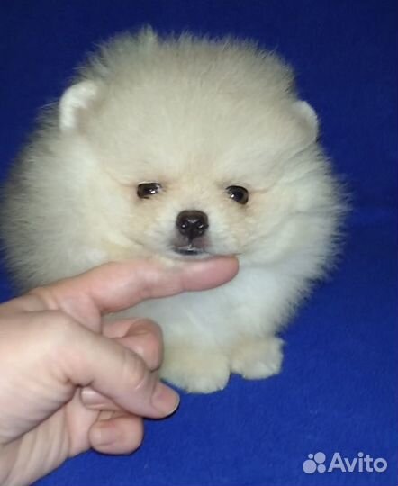 Шпицы mini мальчики и девочки(клуб РКФ)