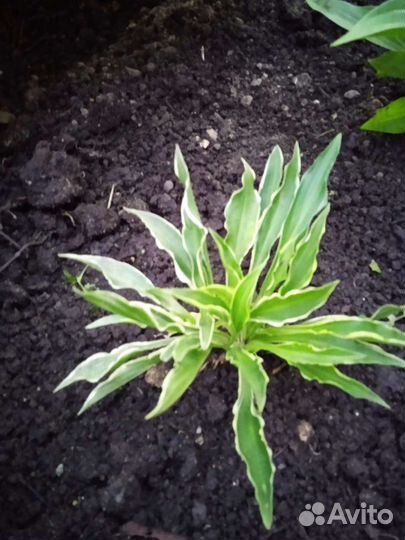 Хоста 7 сортов