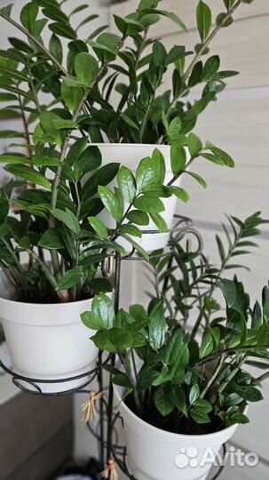 Замиокулькас