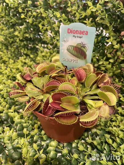 Венерина мухоловка (Дионея)