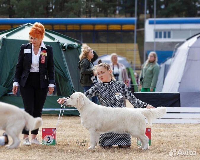 Услуги хендлера, грумер
