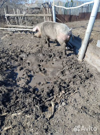 Продам хряка