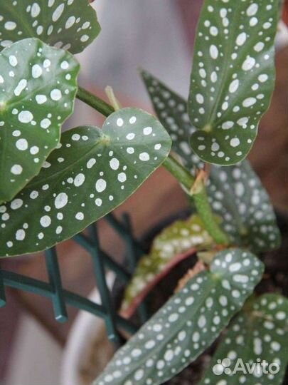 Бегония макулата