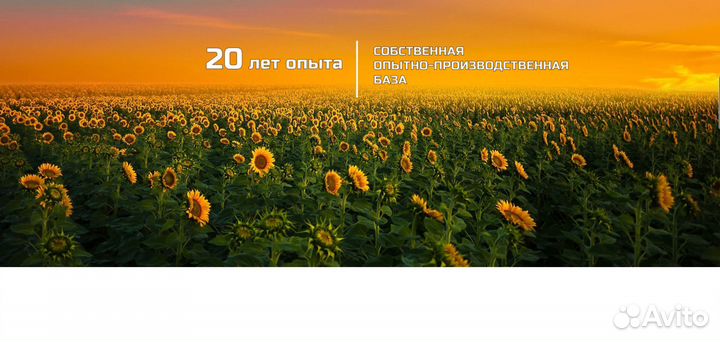 Семена подсолнечника нсх 6012 Express Sun