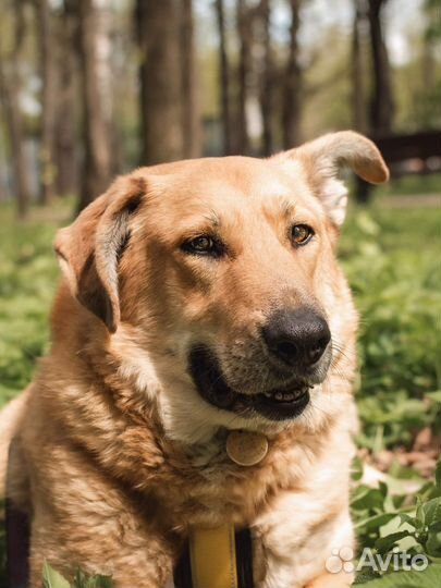 Собака в добрые руки