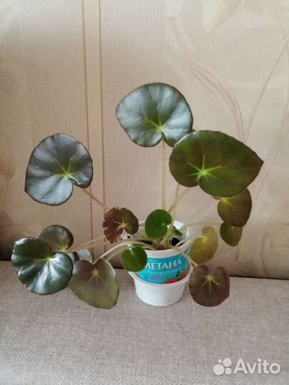 Оксалис, дуранта, бегония, традеск-я, глоксиния