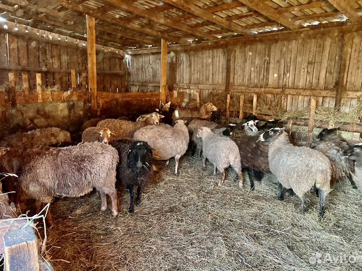 Овцы, бараны