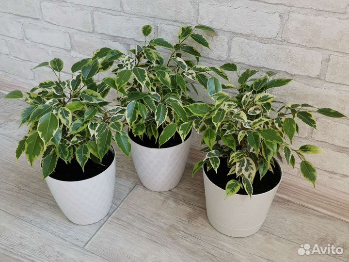 Комнатное растение Фикус Бенджамина