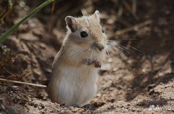 Песчанка природная