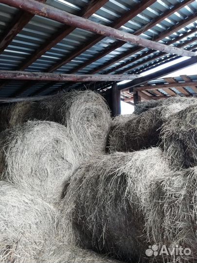 Продам сено в рулонах 250 кг