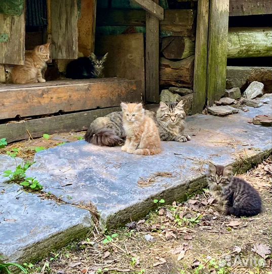 Котята в добрые руки