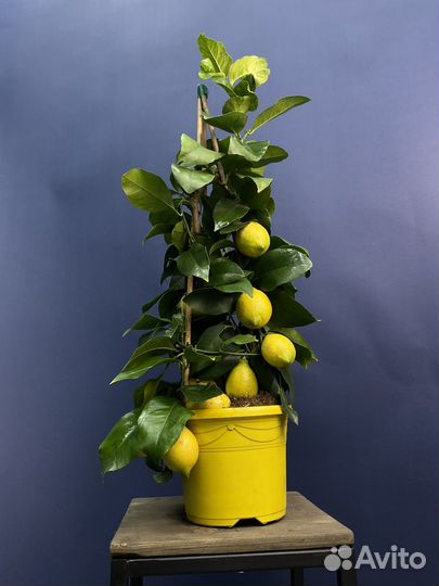 Лимонное дерево