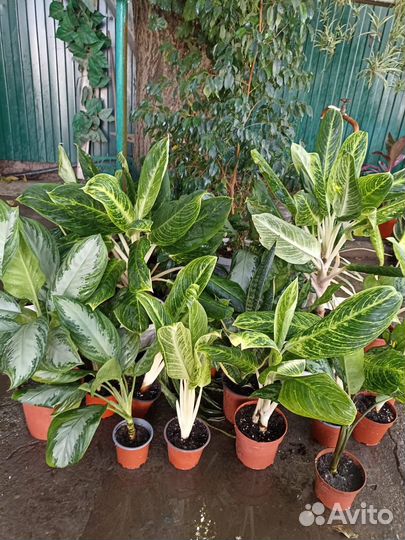 Продажа герани, агланемы и др