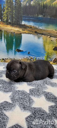 Французский бульдог