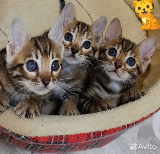 Бенгальская