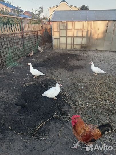 Индоутка мускусная утка