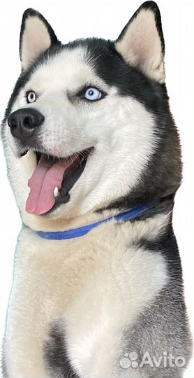 Сибирский хаски
