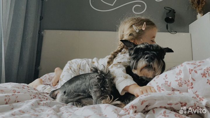 Передержка собак малых и средних пород