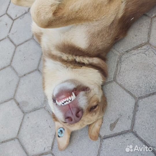 Собака -улыбака