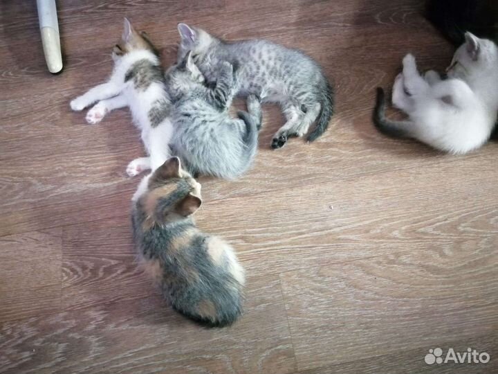 Кошка в дар бесплатно