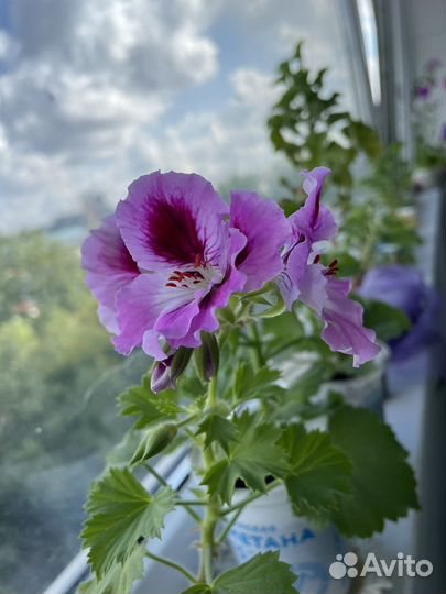 Королевская пеларгония