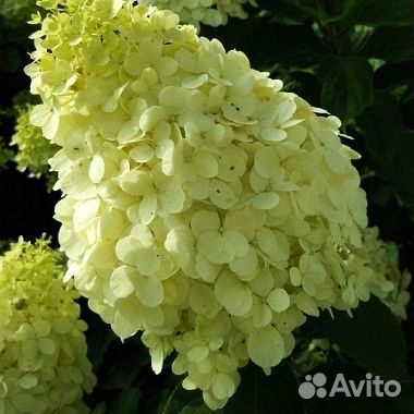 Нивяник и другие растения для сада