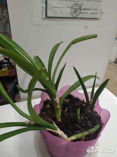 Сансевиерия Парва