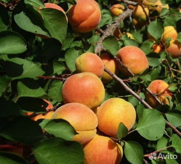 Абрикос уральский саженцы