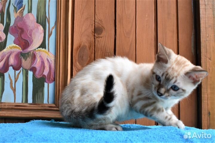 Снежная бенгальская кошка