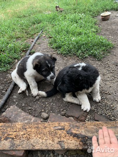 Среднеазиатская овчарка