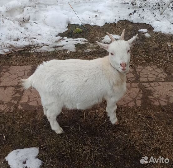 Коза камерунская