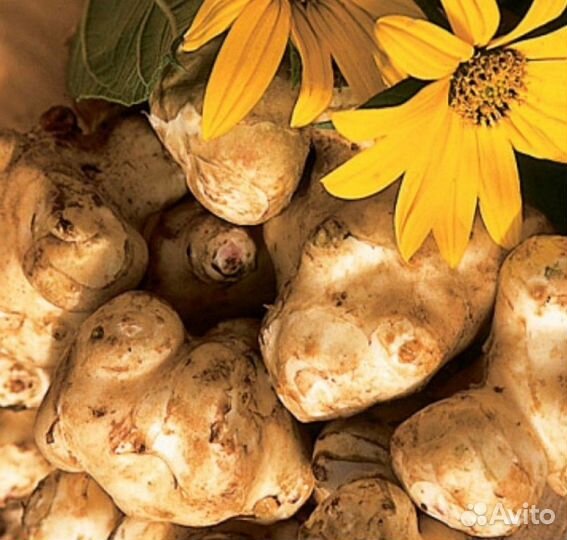 Топинамбур клубни и цветы