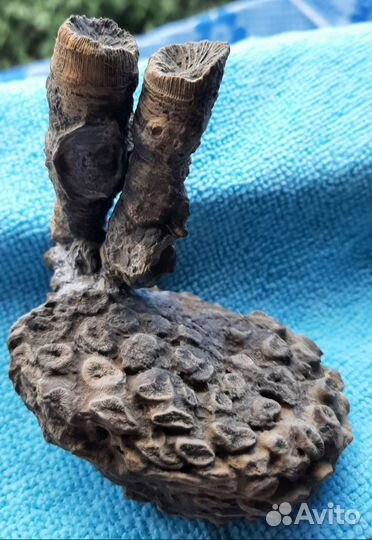 Окаменелости