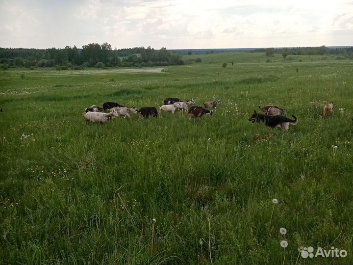 Козы козлята