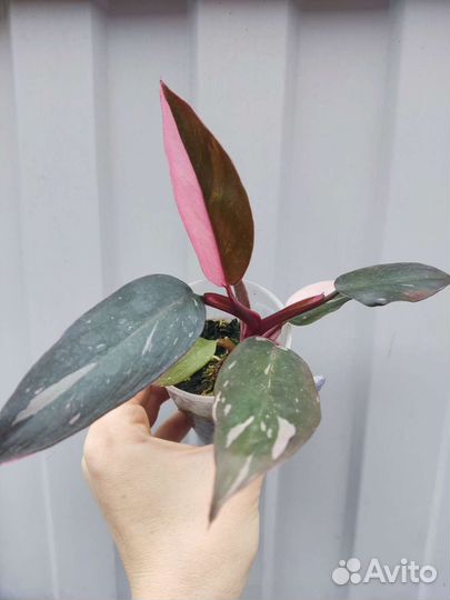 Филодендрон розовая принцесса
