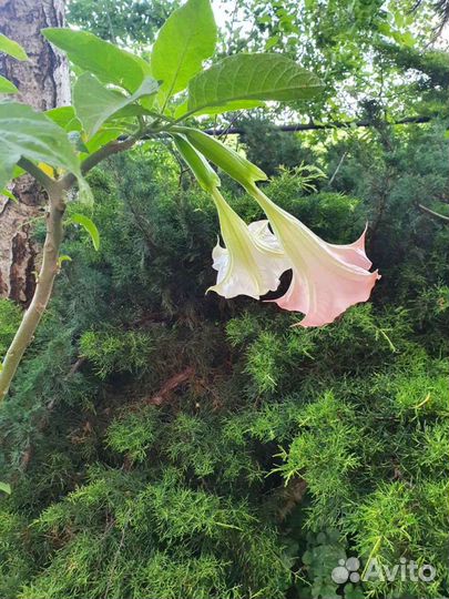 Бругмансия Датура взрослые